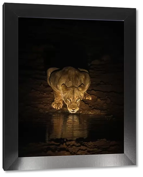 Lioness (Panthera leo) drinking at night, Zimanga Private Game Reserve, KwaZulu-Natal, South Africa