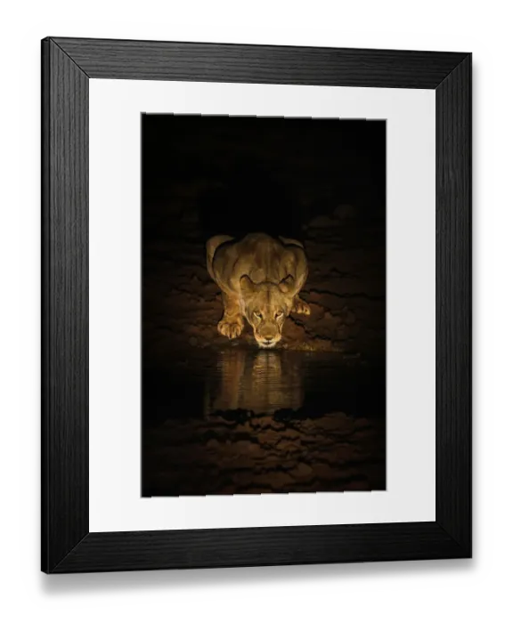 Framed Print : Lioness (Panthera leo) drinking at night, Zimanga Private Game Reserve, KwaZulu-Natal, South Africa Framed Print : Lioness (Panthera leo) drinking at night, Zimanga Private Game Reserve, KwaZulu-Natal, South Africa