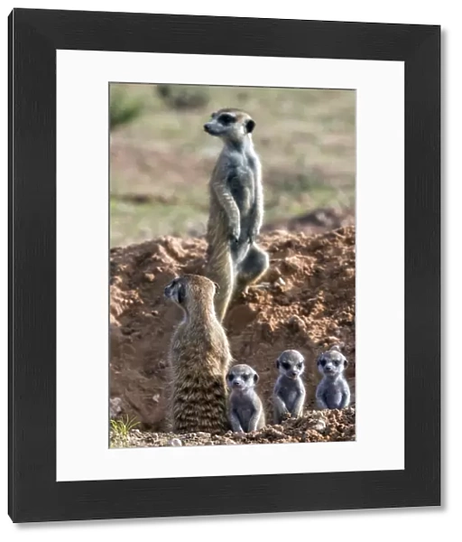 Meerkats (Suricata suricatta) with young, Kgalagadi Transfrontier Park, Northern Cape