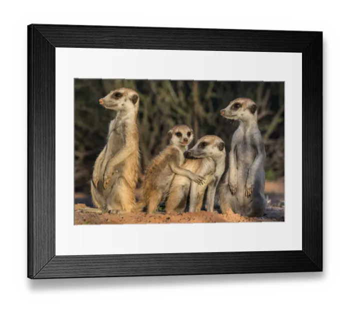 Framed Print : Meerkats (Suricata suricatta), Kgalagadi Transfrontier Park, Northern Cape, South Africa, January Framed Print : Meerkats (Suricata suricatta), Kgalagadi Transfrontier Park, Northern Cape, South Africa, January