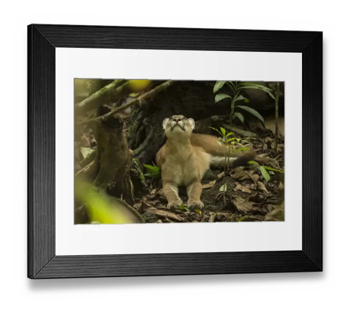 Framed Print : Puma (Puma concolor) looking upwards, Corcovado National Park, Costa Rica, May Framed Print : Puma (Puma concolor) looking upwards, Corcovado National Park, Costa Rica, May