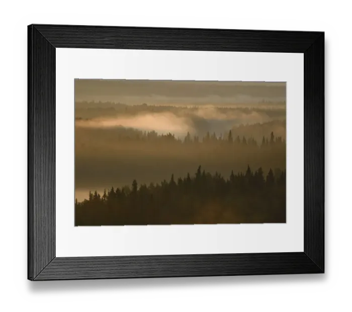 Framed Print : Landscape of the Virgin Komi Forests UNESCO World Heritage site at sunrise Framed Print : Landscape of the Virgin Komi Forests UNESCO World Heritage site at sunrise