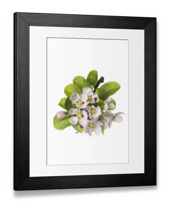 Framed Print : Cultivated Crab apple tree (Malus-x-robusta Red-Sentinel ) blossom Framed Print : Cultivated Crab apple tree (Malus-x-robusta Red-Sentinel ) blossom