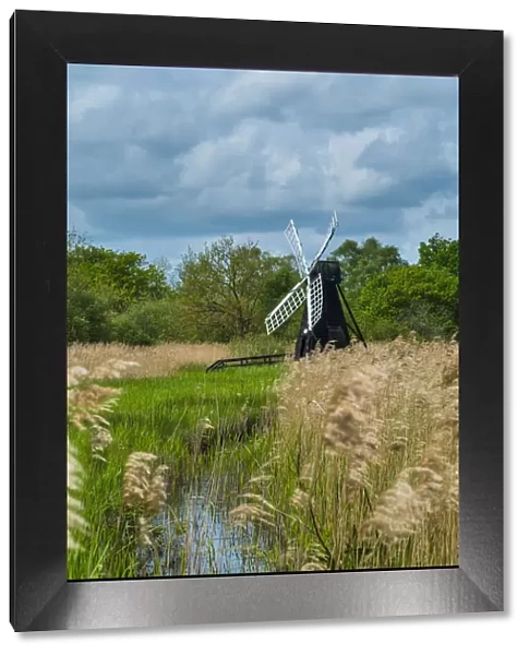 Wicken Fen wetlands with windmill water pump and Phragmites reeds, Cambridgeshire, England, May