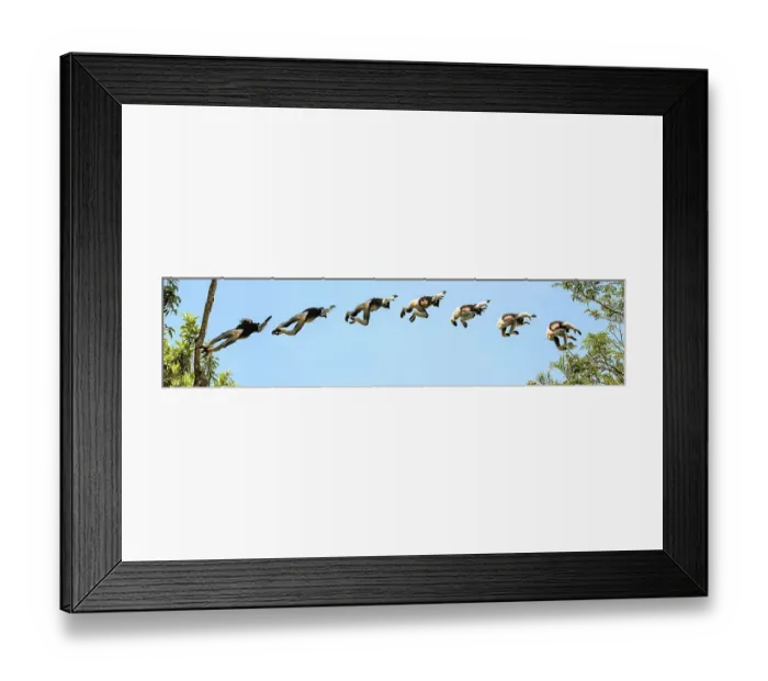 Framed Print : Male Indri (Indri indri) leaping through the rain forest canopy. Andasibe-Mantadia National Park, eastern Madagascar. Endangered. (digital composite - 7 frames stitched together to show leaping sequence) Framed Print : Male Indri (Indri indri) leaping through the rain forest canopy. Andasibe-Mantadia National Park, eastern Madagascar. Endangered. (digital composite - 7 frames stitched together to show leaping sequence)