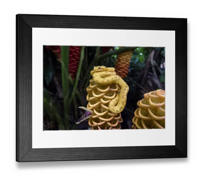 Framed Print : Adult Eyelash Pit Viper or Eyelash Viper (Bothriechis schlegelii) (Viperidae: Crotalinae) Framed Print : Adult Eyelash Pit Viper or Eyelash Viper (Bothriechis schlegelii) (Viperidae: Crotalinae)