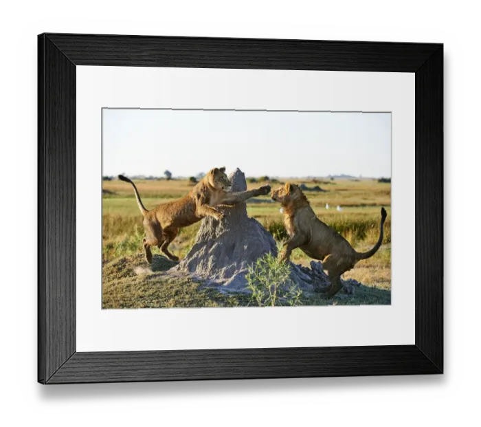 Framed Print : Afrian lioness (Panthera leo) playing with her juvenile cub aged 2 years in Duba Plains concession Framed Print : Afrian lioness (Panthera leo) playing with her juvenile cub aged 2 years in Duba Plains concession
