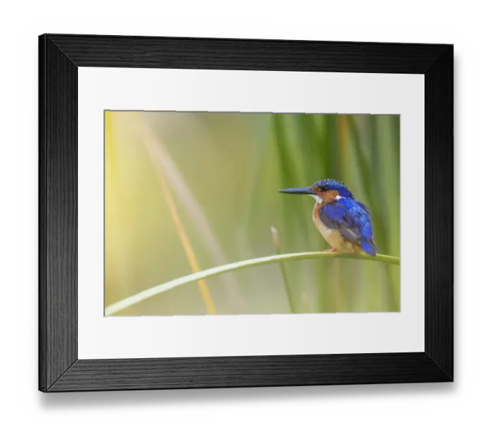 Framed Print : Madagascar / Malagasy kingfisher (Alcedo vintsioides) perching, Anjajavy Private Reserve Framed Print : Madagascar / Malagasy kingfisher (Alcedo vintsioides) perching, Anjajavy Private Reserve