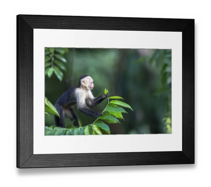 Framed Print : White fronted capuchin monkey (Cebus capucinus) feeding, March, Costa Rica Framed Print : White fronted capuchin monkey (Cebus capucinus) feeding, March, Costa Rica