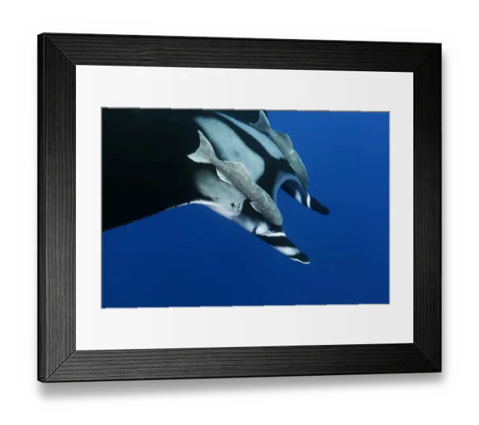 Framed Print : Giant Manta Ray (Manta birostris), with Remoras (Echeneididae) Socorro Island, Revillagigedo Framed Print : Giant Manta Ray (Manta birostris), with Remoras (Echeneididae) Socorro Island, Revillagigedo