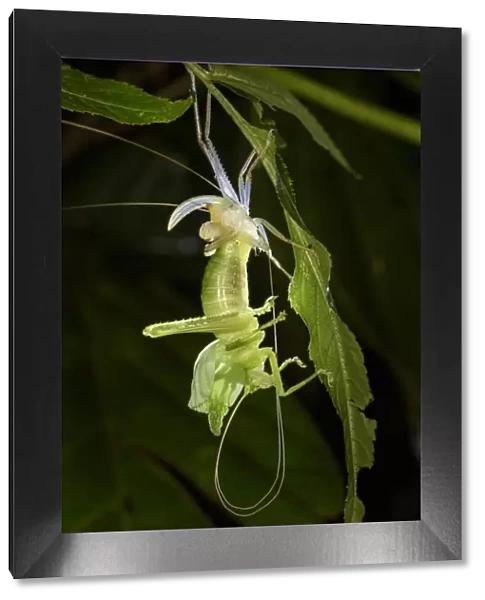 Leaf mimic bush cricket or katydid (unknown species, family Tettigoniidae)
