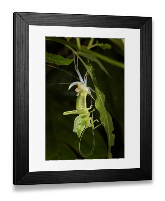 Framed Print : Leaf mimic bush cricket or katydid (unknown species, family Tettigoniidae) Framed Print : Leaf mimic bush cricket or katydid (unknown species, family Tettigoniidae)