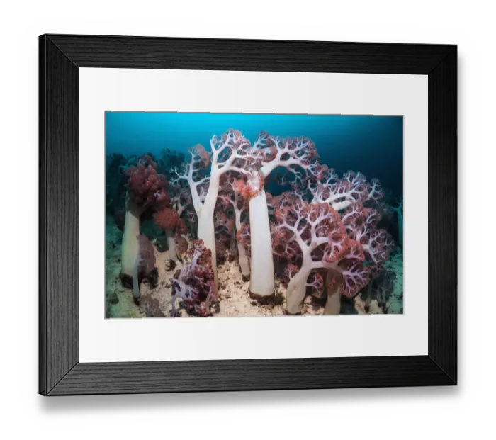 Framed Print : Soft corals (Dendronephthya sp) in coral reef, West Papua, New Guinea Framed Print : Soft corals (Dendronephthya sp) in coral reef, West Papua, New Guinea