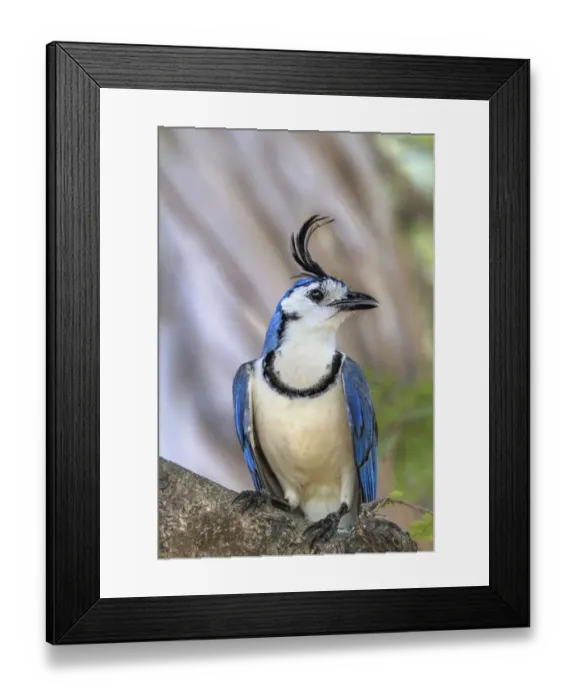 Framed Print : White-throated magpie-jay (Calocitta formosa) Nicoya peninsula, Costa Rica. February Framed Print : White-throated magpie-jay (Calocitta formosa) Nicoya peninsula, Costa Rica. February