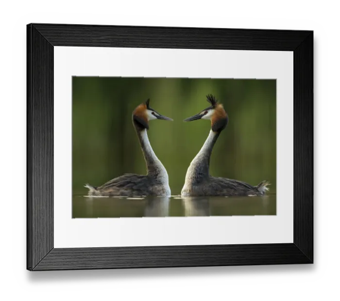 Framed Print : Great crested grebe (Podiceps cristatus) perfectly mimicking each others movements Framed Print : Great crested grebe (Podiceps cristatus) perfectly mimicking each others movements