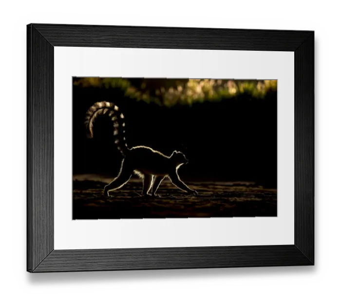 Framed Print : Ring tailed lemur (Lemur catta) backlit in late afternoon light, Berenty Private Reserve Framed Print : Ring tailed lemur (Lemur catta) backlit in late afternoon light, Berenty Private Reserve