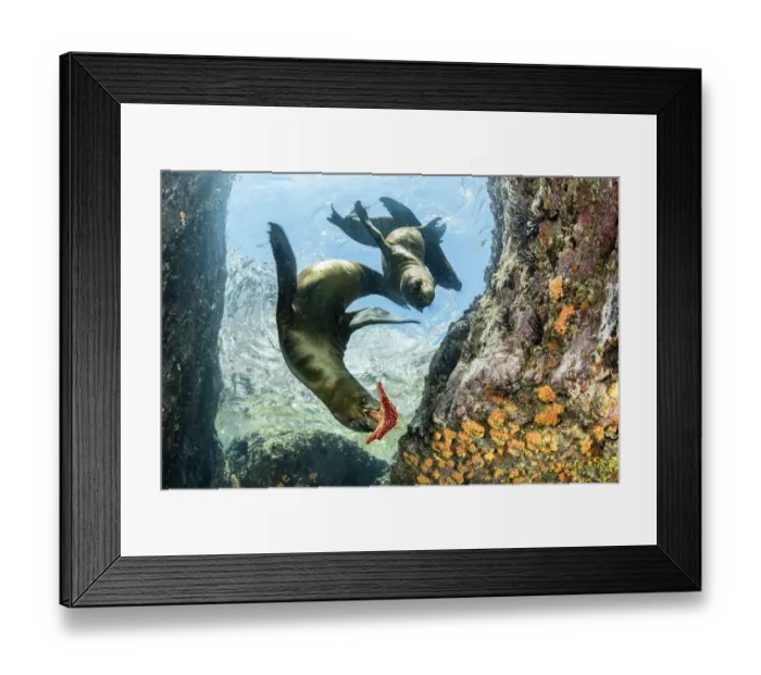 Framed Print : California sealion, (Zalophus californianus), playing with seastar, Los Islotes, Sea of Cortez Framed Print : California sealion, (Zalophus californianus), playing with seastar, Los Islotes, Sea of Cortez