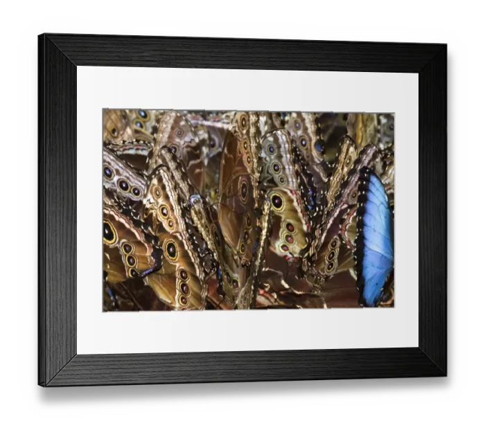 Framed Print : Blue morpho (Morpho helenor) butterflies feeding on mango fruit, butterfly observatory Framed Print : Blue morpho (Morpho helenor) butterflies feeding on mango fruit, butterfly observatory