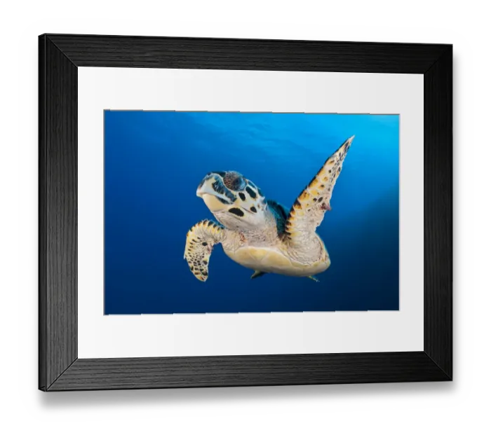 Framed Print : Hawksbill turtle (Eretmochelys imbricata) cruising along the drop off of a coral reef Framed Print : Hawksbill turtle (Eretmochelys imbricata) cruising along the drop off of a coral reef