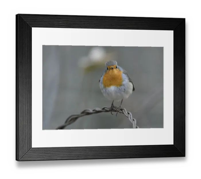 Framed Print : European robin (Erithacus rubecula), Vosges, France, December Framed Print : European robin (Erithacus rubecula), Vosges, France, December
