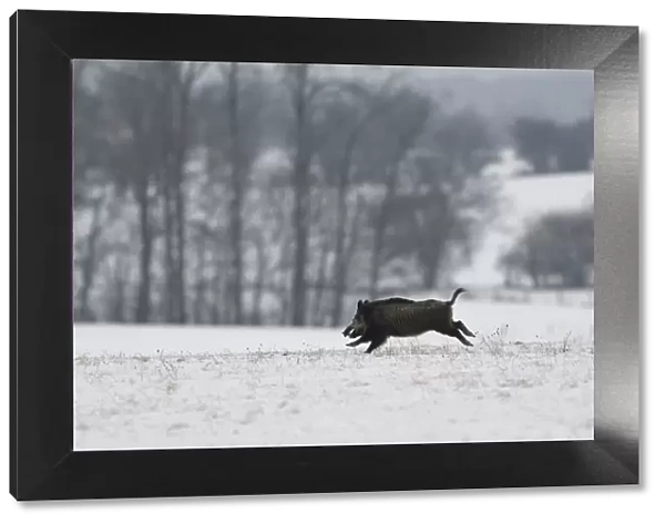 Wild boar (Sus scrofa) running across snow covered field, Vosges, France, January