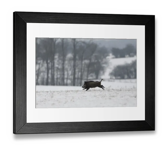 Framed Print : Wild boar (Sus scrofa) running across snow covered field, Vosges, France, January Framed Print : Wild boar (Sus scrofa) running across snow covered field, Vosges, France, January
