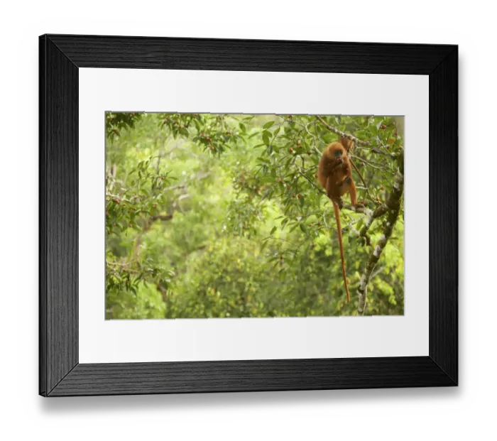 Framed Print : Red leaf monkey (Presbytis rubicunda) female feeding in Strangler fig tree (Ficus Framed Print : Red leaf monkey (Presbytis rubicunda) female feeding in Strangler fig tree (Ficus
