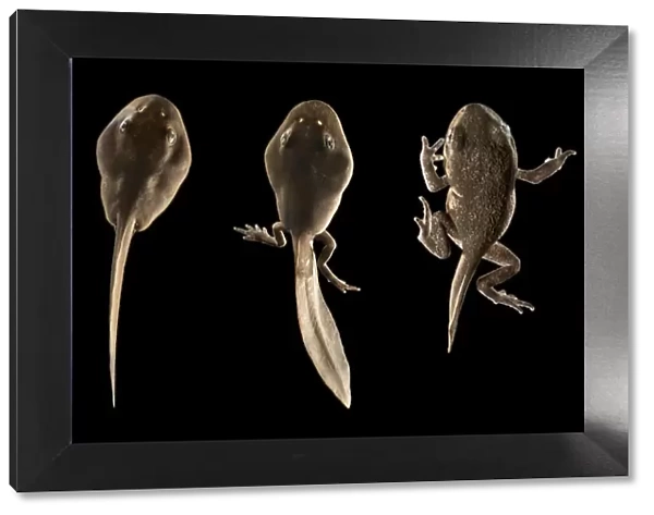 Common European toad tadpoles (Bufo bufo), sequence showing development of limbs