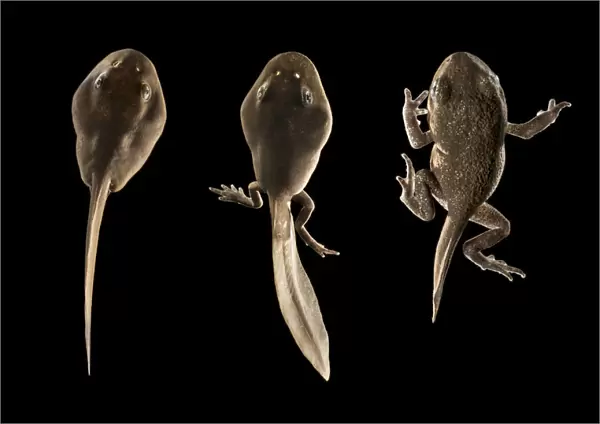 Common European toad tadpoles (Bufo bufo), sequence showing development of limbs