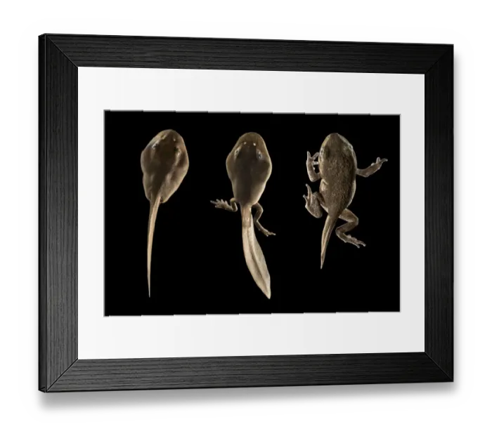 Framed Print : Common European toad tadpoles (Bufo bufo), sequence showing development of limbs Framed Print : Common European toad tadpoles (Bufo bufo), sequence showing development of limbs