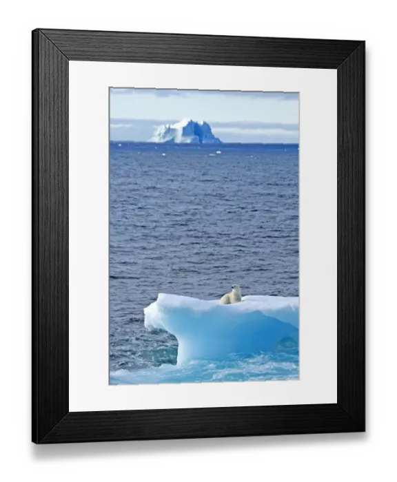 Framed Print : Polar bear (Ursus maritimus) on an iceberg, Baffin Bay, Canada. September Framed Print : Polar bear (Ursus maritimus) on an iceberg, Baffin Bay, Canada. September