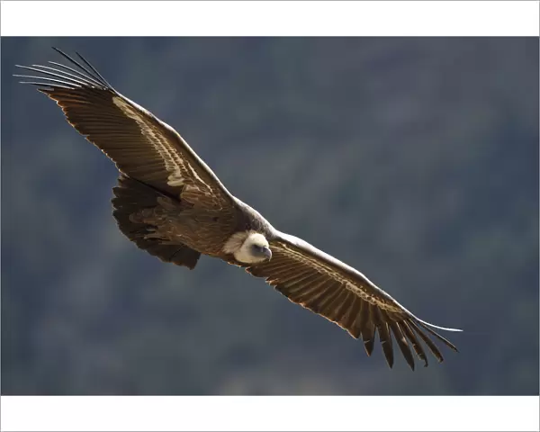 Eurasian griffon vulture (Gyps fulvus) in flight, Cevennes, France, March 2016