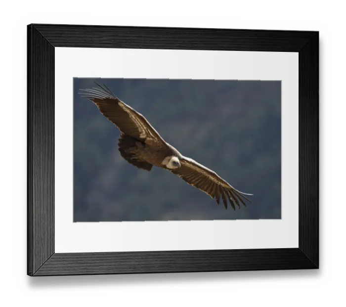 Framed Print : Eurasian griffon vulture (Gyps fulvus) in flight, Cevennes, France, March 2016 Framed Print : Eurasian griffon vulture (Gyps fulvus) in flight, Cevennes, France, March 2016