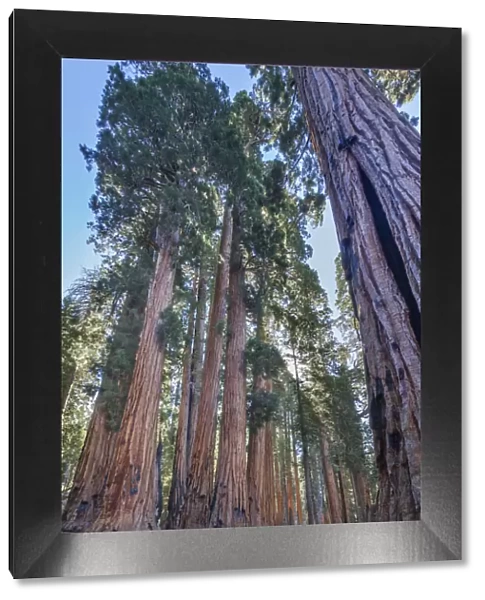 The Senate Group of Giant sequoia (Sequoiadendron giganteum) trees on the Congress