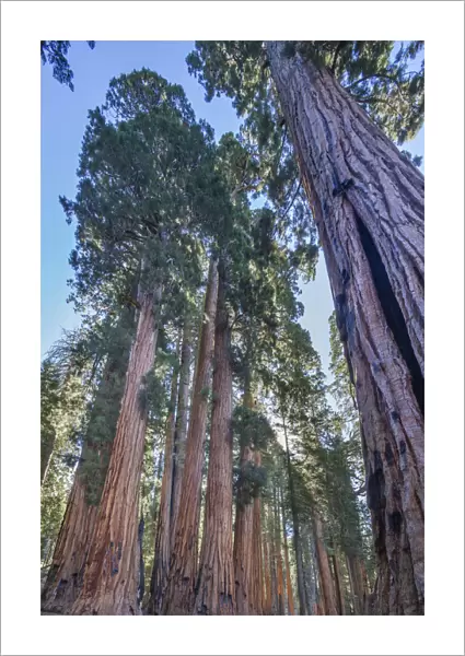 The Senate Group of Giant sequoia (Sequoiadendron giganteum) trees on the Congress