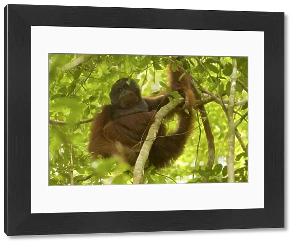 Bornean orangutan (Pongo pygmaeus) male, Gunung Palung National Park, Borneo