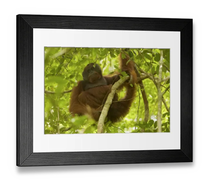 Framed Print : Bornean orangutan (Pongo pygmaeus) male, Gunung Palung National Park, Borneo Framed Print : Bornean orangutan (Pongo pygmaeus) male, Gunung Palung National Park, Borneo