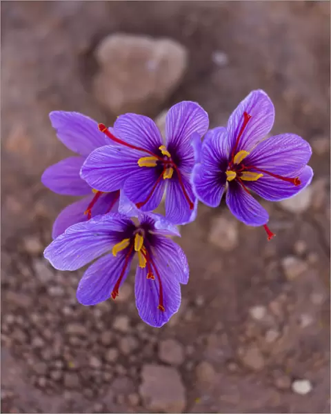 Saffron crocuses (Crocus sativus), cultivated for saffron, Lleida, Catalonia, Spain, November