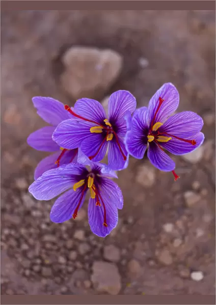 Saffron crocuses (Crocus sativus), cultivated for saffron, Lleida, Catalonia, Spain, November
