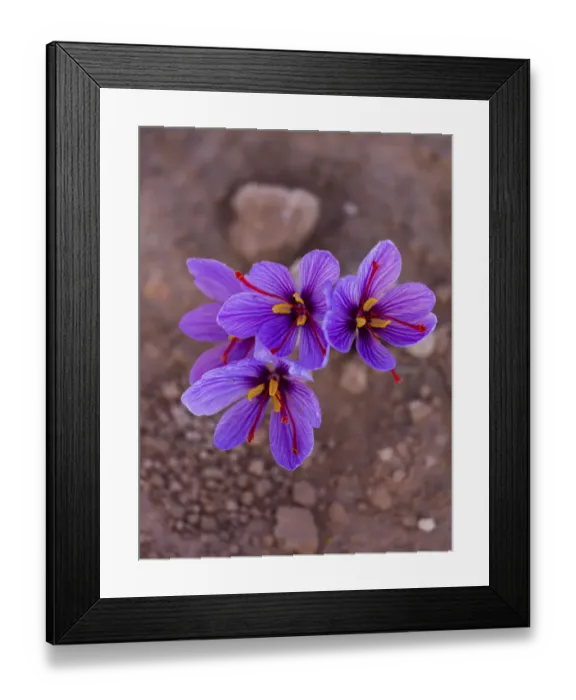Framed Print : Saffron crocuses (Crocus sativus), cultivated for saffron, Lleida, Catalonia, Spain, November Framed Print : Saffron crocuses (Crocus sativus), cultivated for saffron, Lleida, Catalonia, Spain, November