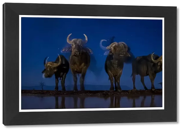 African buffalo (Syncerus caffer) at waterhole at night, Mkuze, South Africa Third