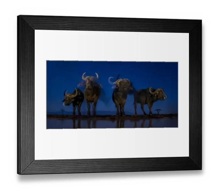 Framed Print : African buffalo (Syncerus caffer) at waterhole at night, Mkuze, South Africa Third Framed Print : African buffalo (Syncerus caffer) at waterhole at night, Mkuze, South Africa Third