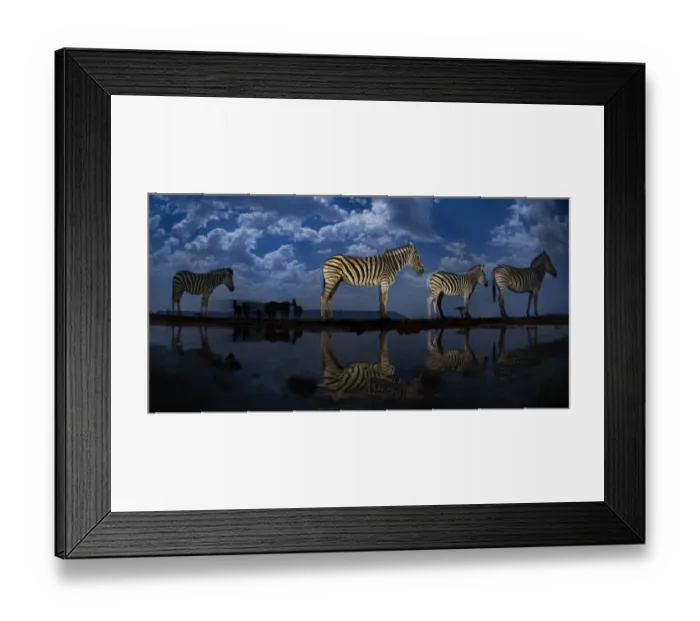 Framed Print : Zebra at waterhole at night, Mkuze, South Africa Third place in the Nature Portfolio Framed Print : Zebra at waterhole at night, Mkuze, South Africa Third place in the Nature Portfolio