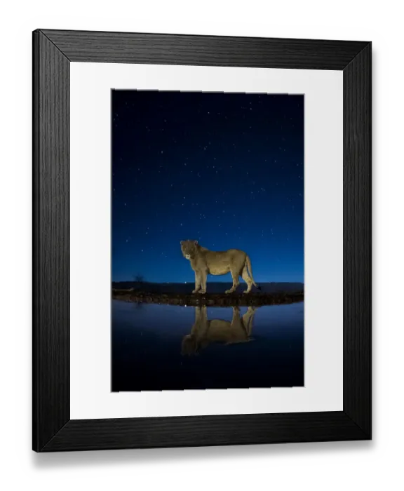 Framed Print : African lion (Panthera leo) at waterhole at night, Mkuze, South Africa Third place Framed Print : African lion (Panthera leo) at waterhole at night, Mkuze, South Africa Third place