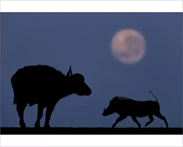 African buffalo (Syncerus caffer) and Warthog (Phacochoerus africanus) at night with full moon