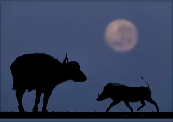 African buffalo (Syncerus caffer) and Warthog (Phacochoerus africanus) at night with full moon