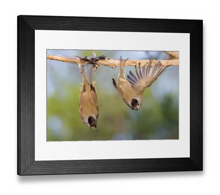 Framed Print : Eurasian blackcaps (Sylvia atricapilla) caught on limed stick, Cyprus Framed Print : Eurasian blackcaps (Sylvia atricapilla) caught on limed stick, Cyprus