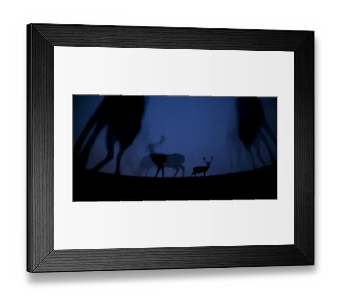 Framed Print : Fallow deer (Dama dama) at night, Gyulaj, Hungary Third place in the Nature Portfolio Framed Print : Fallow deer (Dama dama) at night, Gyulaj, Hungary Third place in the Nature Portfolio