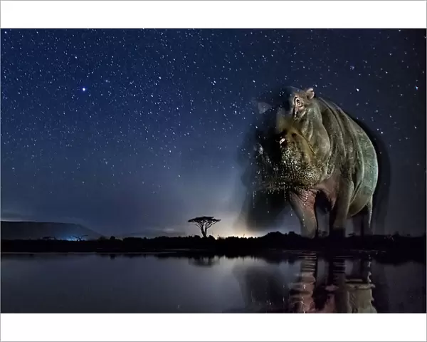 Hippopotamus (Hippopotamus amphibius) at waterhole at night, Mkuze, South Africa
