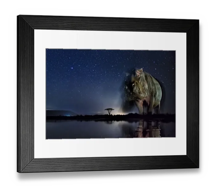 Framed Print : Hippopotamus (Hippopotamus amphibius) at waterhole at night, Mkuze, South Africa Framed Print : Hippopotamus (Hippopotamus amphibius) at waterhole at night, Mkuze, South Africa